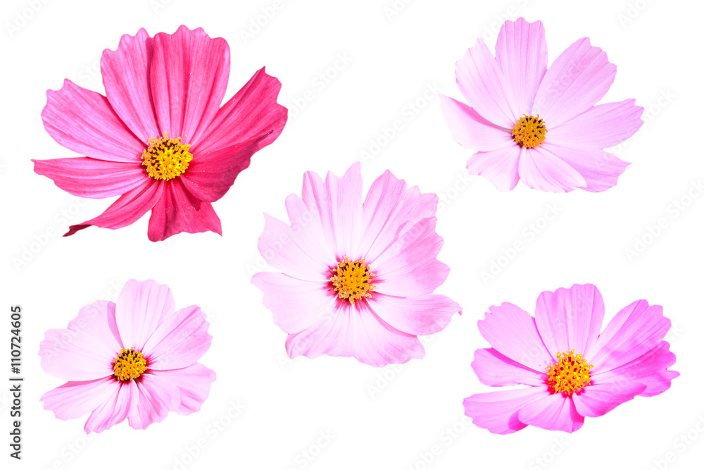 Pink Flowers Pink Flowers