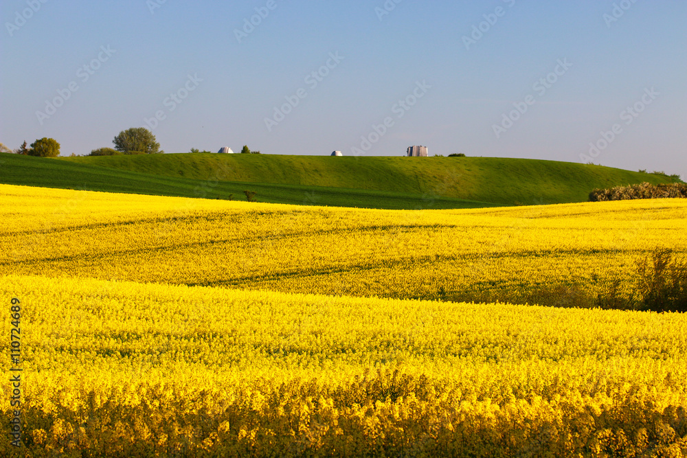 Fields of yellow