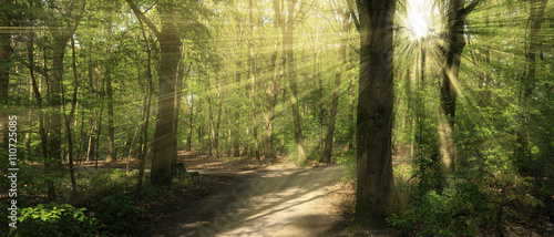 Fototapeta Naklejka Na Ścianę i Meble -  Forest with sunlight