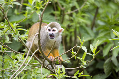 Common squirrel monkey, Saimiri sciureus is very moving primate © vladislav333222