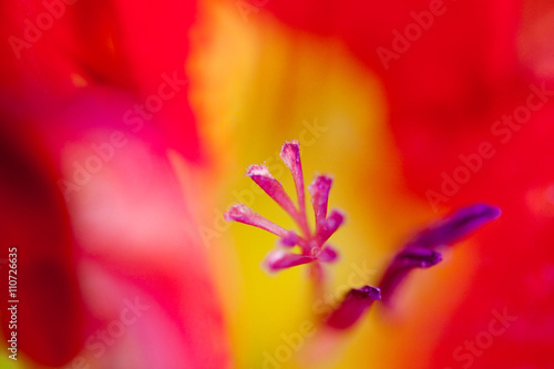 Freesia (Iridaceae) close-up