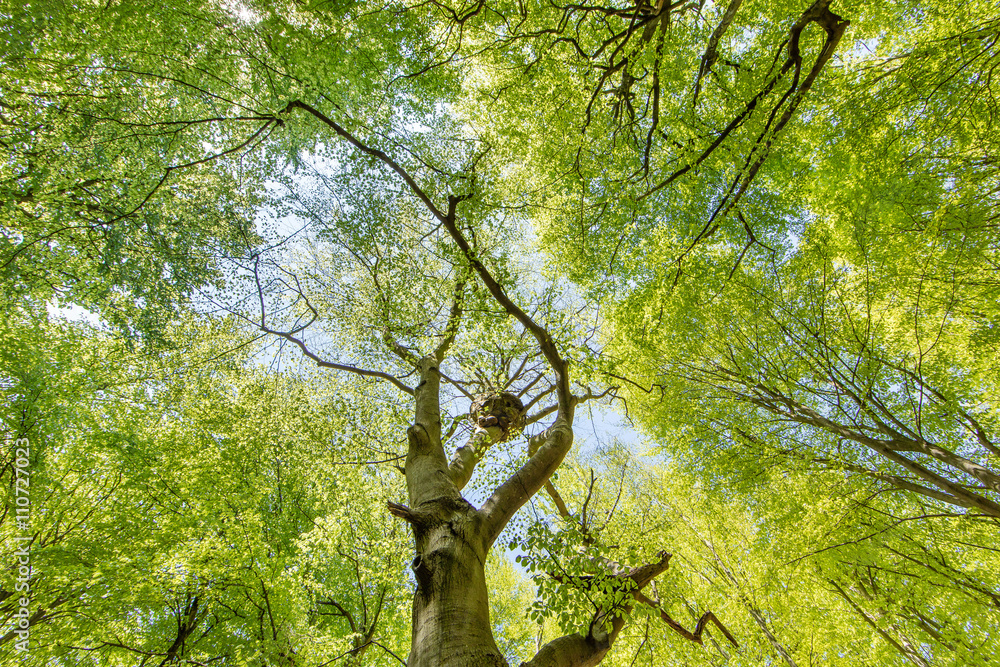 Fototapeta premium darßer urwald
