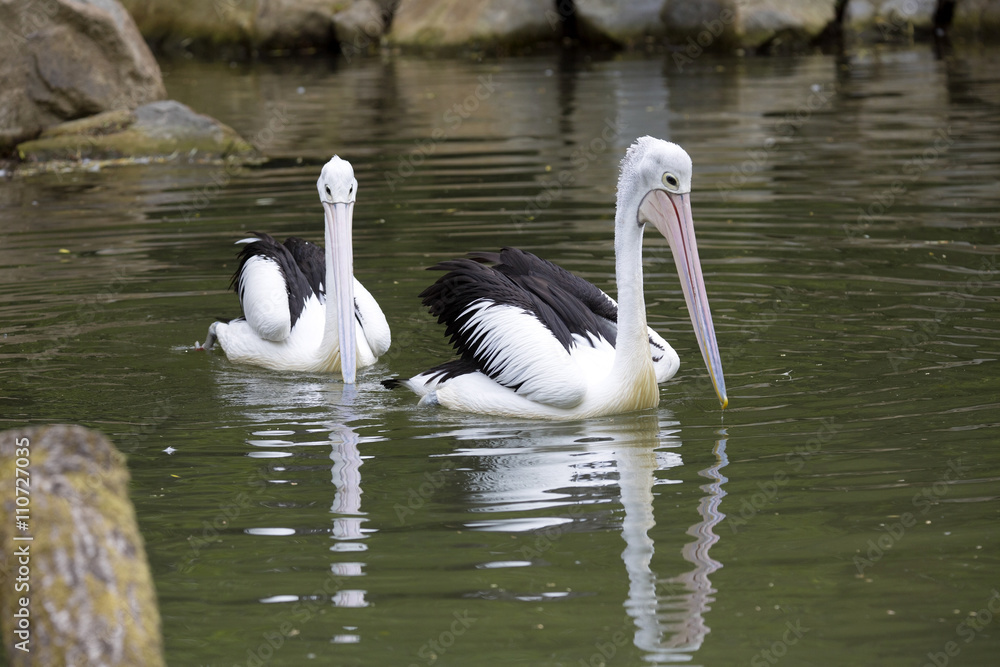 Australian Pelican, Pelecanus conspicillatus, hunt for food in water Australian Pelican, Pelecanus conspicillatus, hunt for food in water