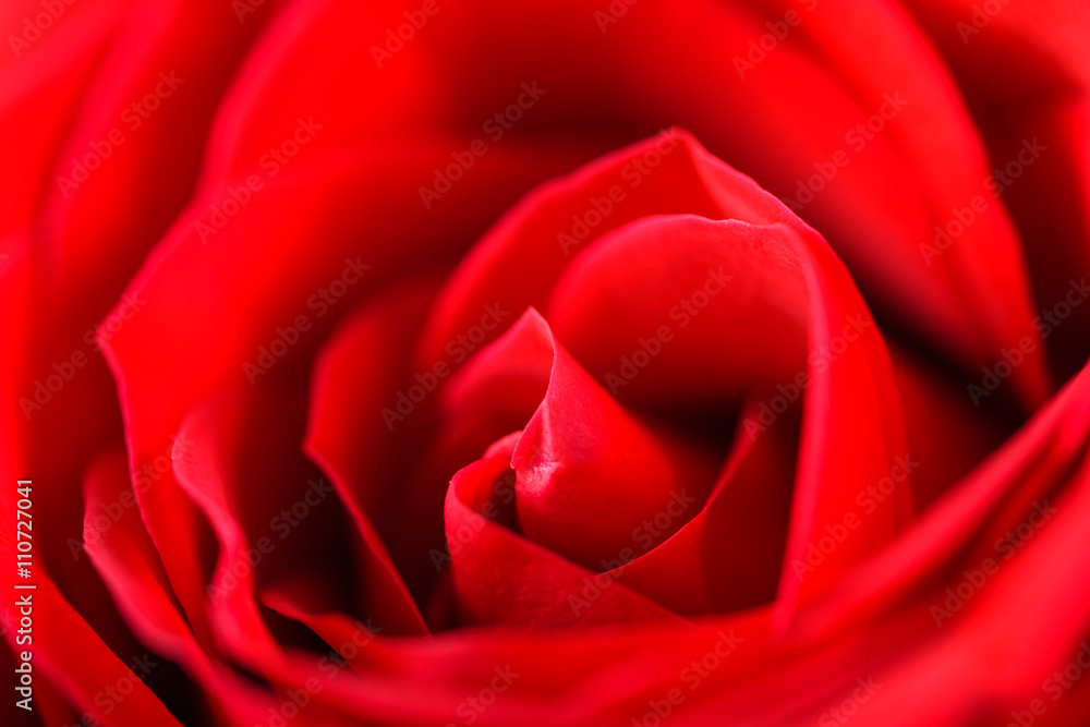 Romantic Red Rose Inside Velvet Petals Romantic Red Rose Inside Velvet Petals