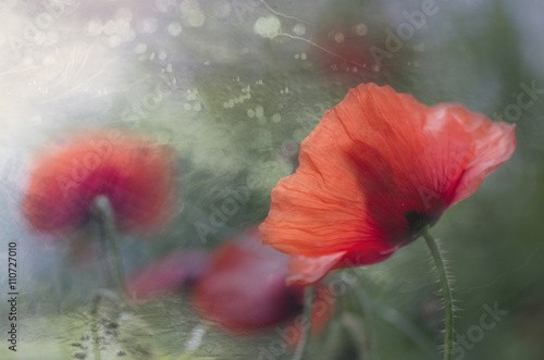 Fototapeta Naklejka Na Ścianę i Meble -   poppy in bloom