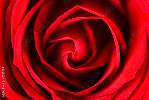 Romantic Red Rose Inside Velvet Petals