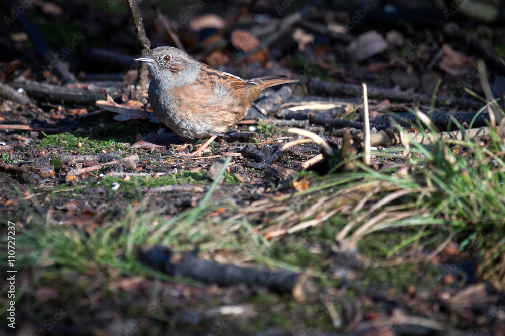 Hedge Accentor on the canopy floor