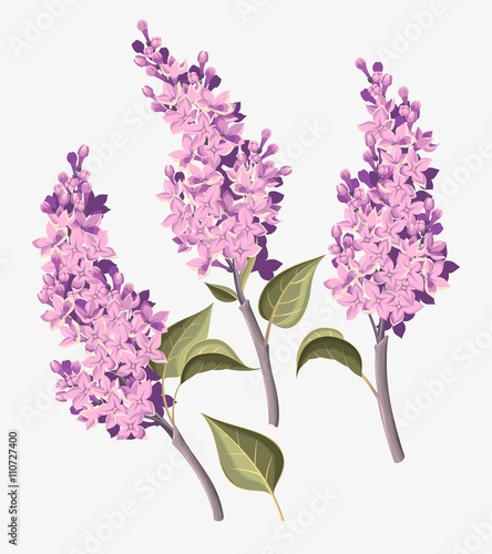Set of lilac