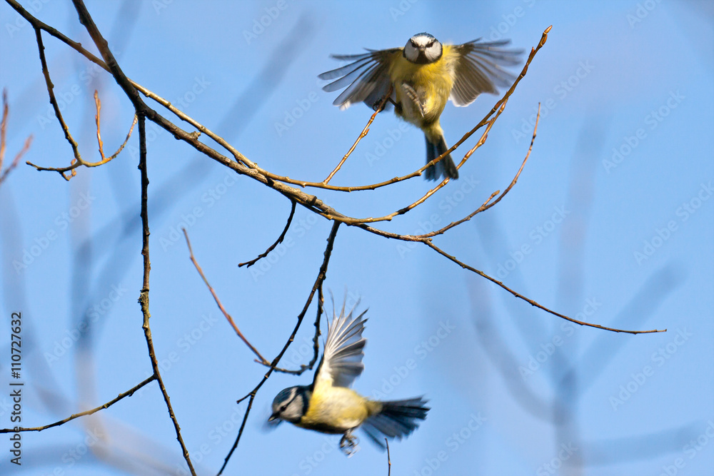 Fototapeta premium Blue Tits in flight