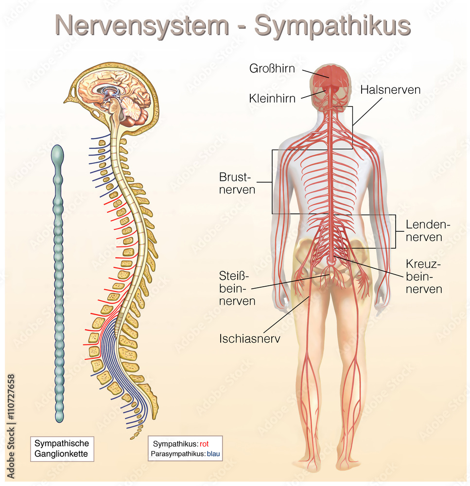 Nervensystem.Sympathikus.Parasympathikus Stock-Illustration | Adobe Stock