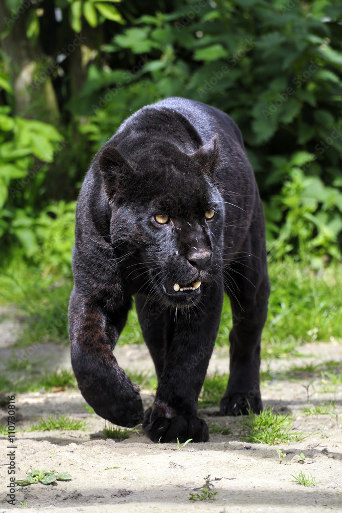Black Jaguar - walking towards viewer Foto, Poster, Wandbilder bei  EuroPosters