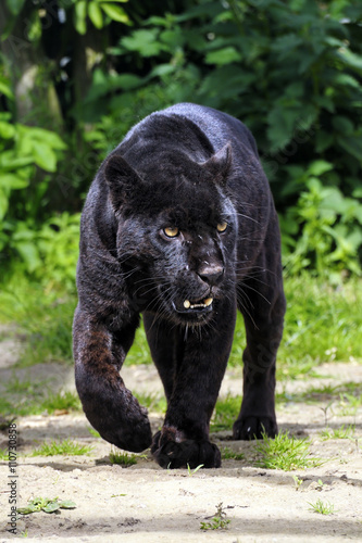 Black Jaguar - walking towards viewer - split toned