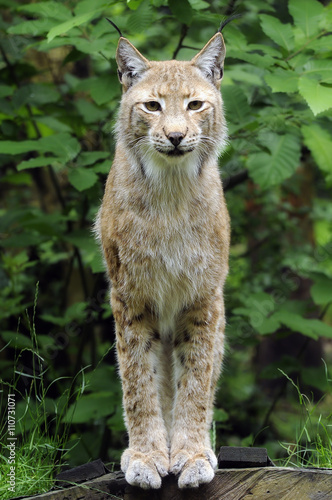 Lynx - Female European Lynx Posing