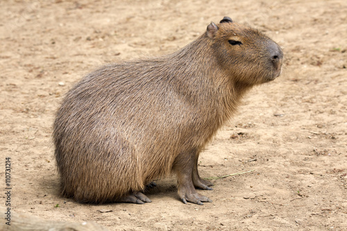 Hydrochoerus hydrochaeris Capybara, the largest rodent