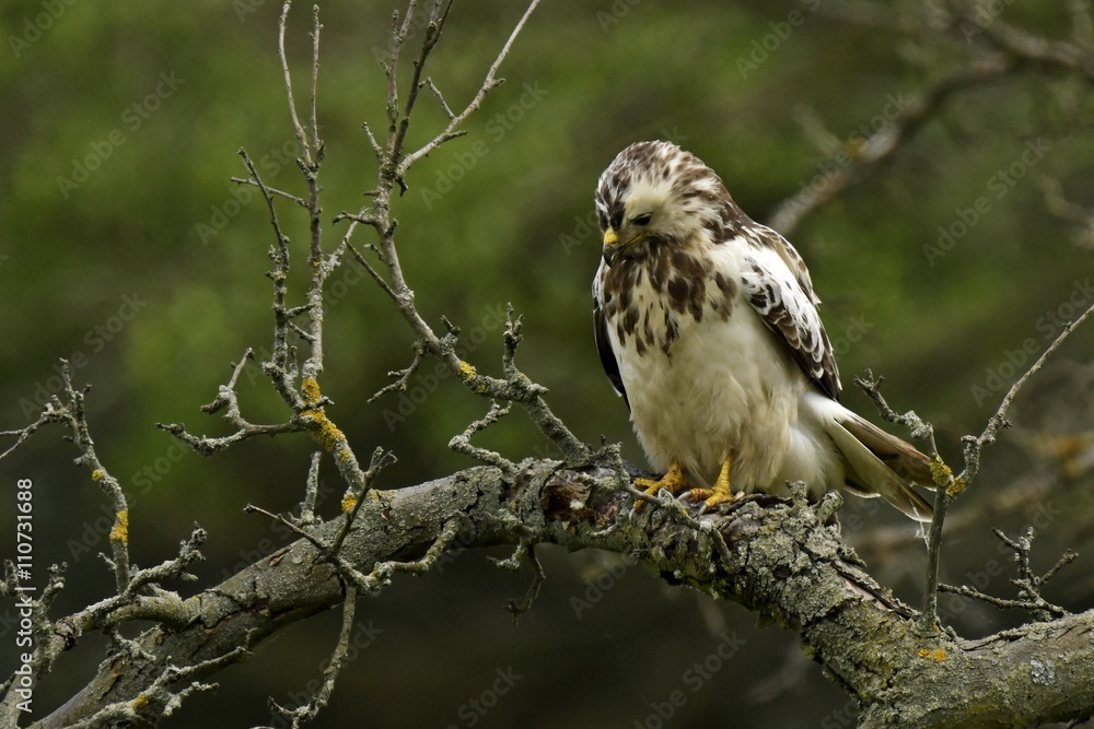 Fototapeta premium Mäusebussard auf einem Ast im Spreewald auf Ansitz
