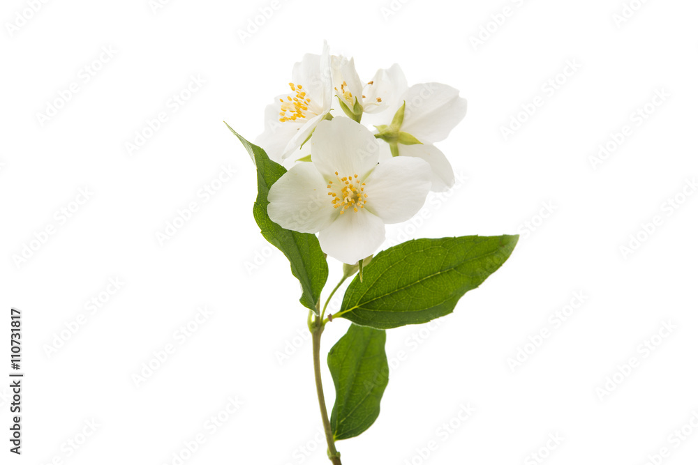 Obraz premium jasmine flower isolated