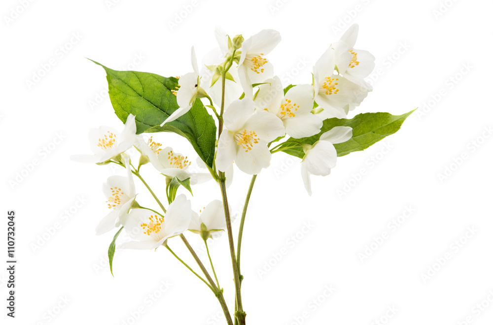 Fototapeta premium jasmine flower isolated