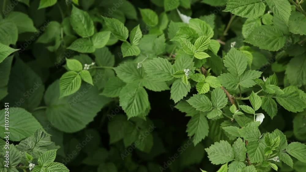 raspberry bush closeup swaying in the wind raspberry bush closeup swaying in the wind