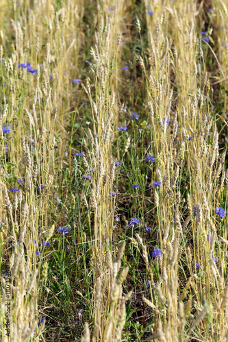 cornflowers in a wheat field