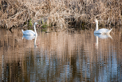 Pair of white swans swimming in Special Nature Reserve 