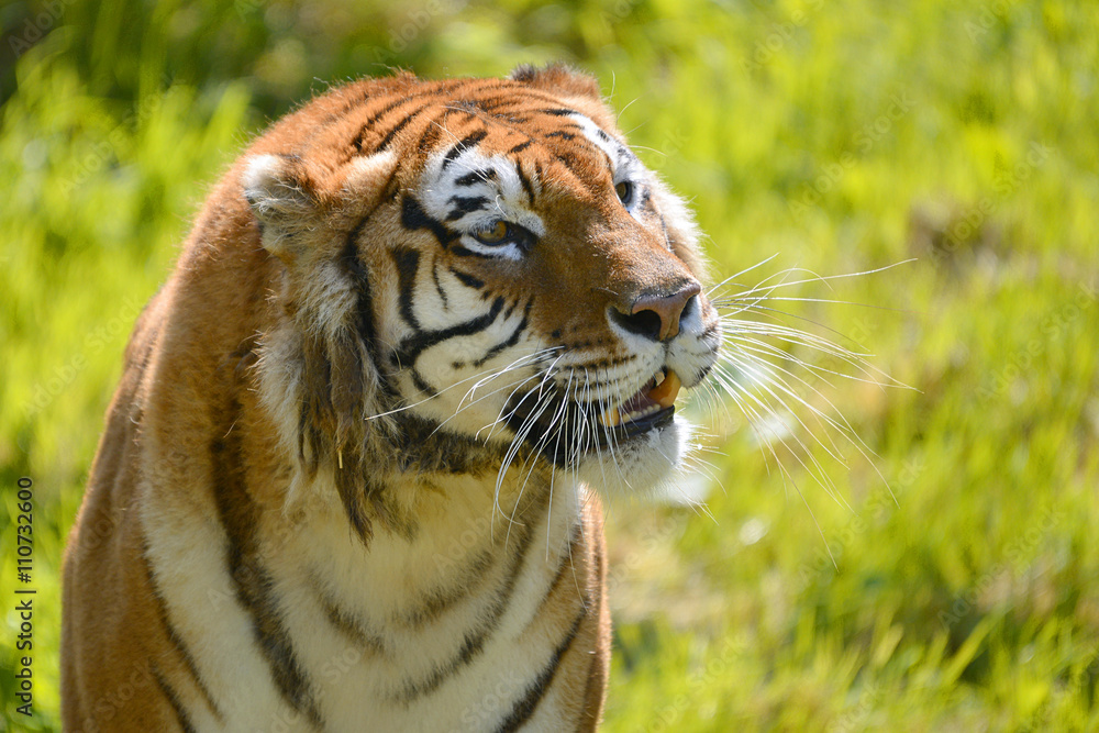 Obraz premium Portrait of tiger (Panthera tigris)