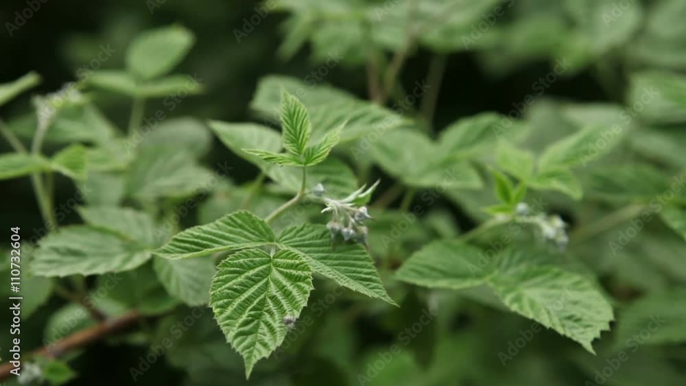 raspberry bush closeup swaying in the wind raspberry bush closeup swaying in the wind