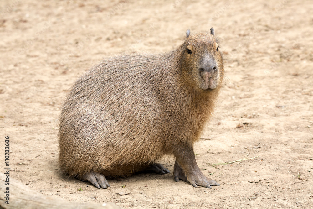 Hydrochoerus hydrochaeris Capybara, the largest rodent Hydrochoerus hydrochaeris Capybara, the largest rodent