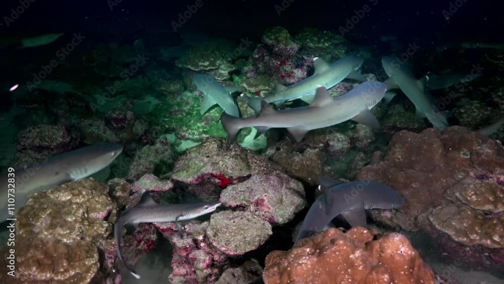 Whitetip Reef sharks At Nighth In search of food, Caribbean sea Cocos Costa Rica. Underwater landscape, rocky pinnacles, canyons, walls and caves. Beautiful array of marine life ready for exploration. Whitetip Reef sharks At Nighth In search of food, Caribbean sea Cocos Costa Rica. Underwater landscape, rocky pinnacles, canyons, walls and caves. Beautiful array of marine life ready for exploration.