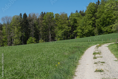 Waldrand mit Wiese und Feldweg