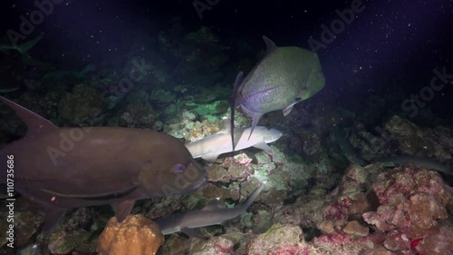 Whitetip Reef sharks At Nighth In search of food, Caribbean sea Cocos Costa Rica. Underwater landscape, rocky pinnacles, canyons, walls and caves. Beautiful array of marine life ready for exploration. photo