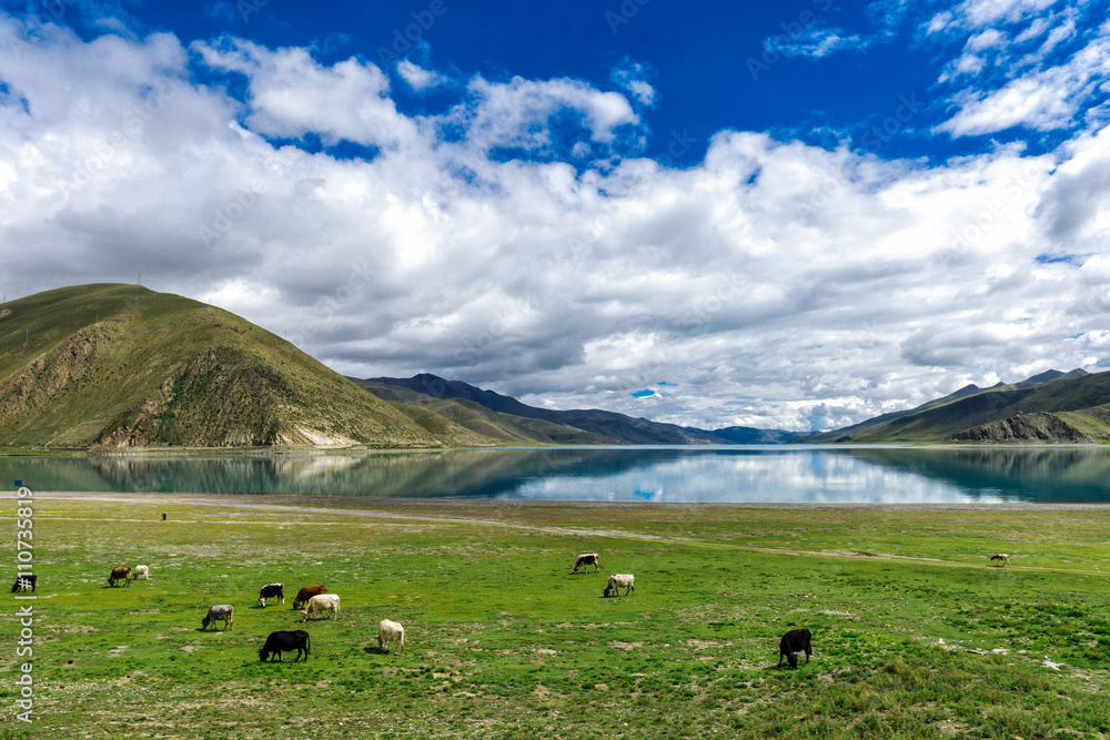 Green pasture near Yamdrok lake in Tibet, China