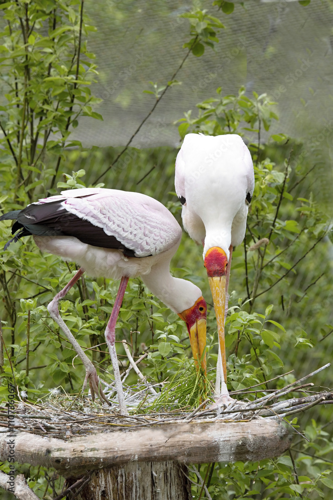 Fototapeta premium Yellow - billed Storkress, Mycteria ibis, on a nest