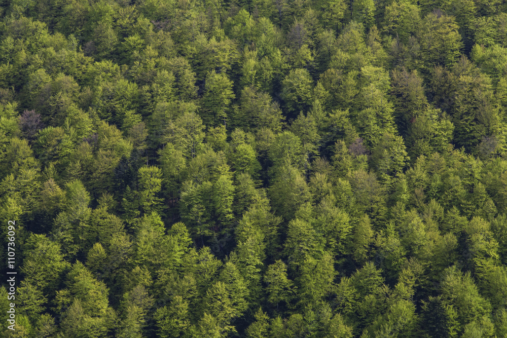 Obraz premium forest patern