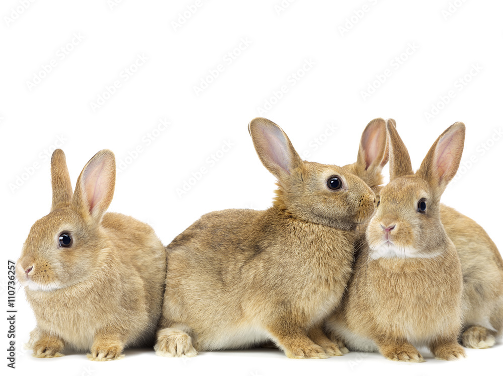 three rabbits