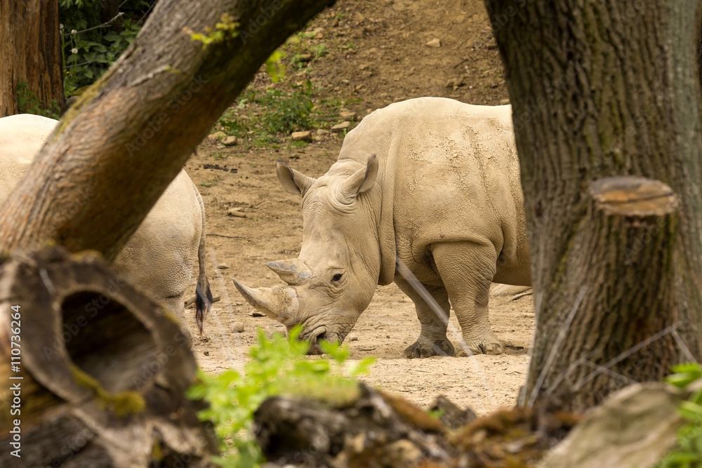 Fototapeta premium Southern White Rhinoceros, Ceratotherium s. simum, all 5 of the rhino species most sociable