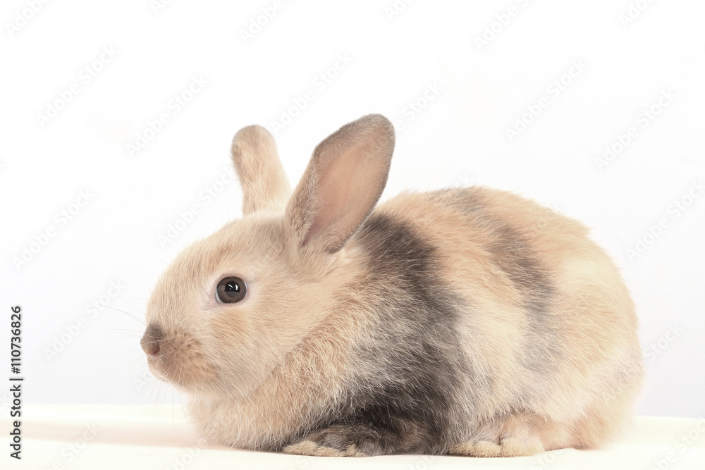 Obraz premium bunny rabbit