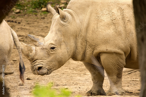 Southern White Rhinoceros, Ceratotherium s.  simum, all 5 of the rhino species most sociable