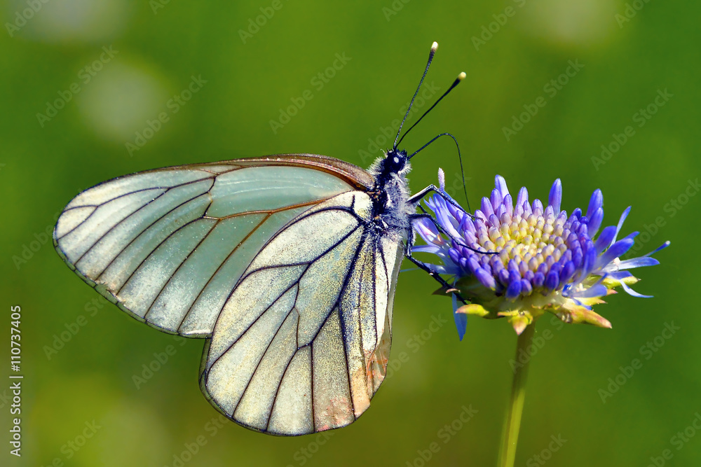 Millions of these butterflies flying around in the fields of Russia in May and early June Millions of these butterflies flying around in the fields of Russia in May and early June