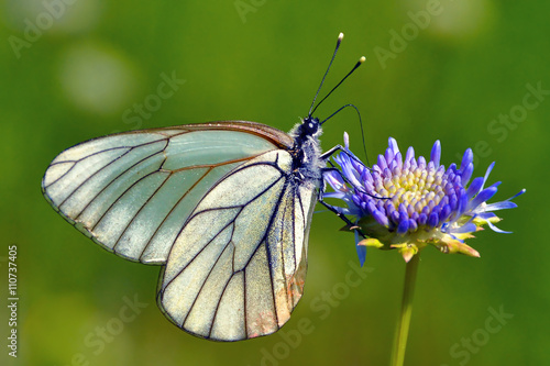 Millions of these butterflies flying around in the fields of Russia in May and early June