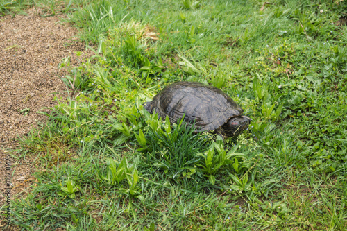 Rotwangen-schmuckschildkröte photo