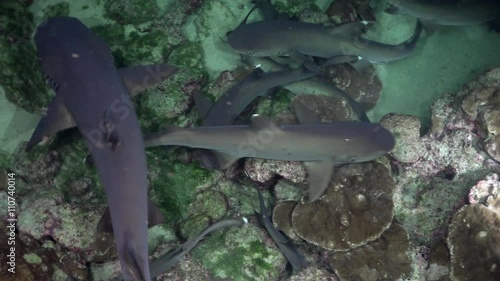 Whitetip Reef sharks At Nighth In search of food, Caribbean sea Cocos Costa Rica. Underwater landscape, rocky pinnacles, canyons, walls and caves. Beautiful array of marine life ready for exploration. photo