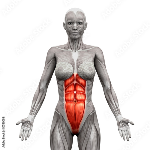 Photos Rectus Abdominis - Abdominal Muscles - Anatomy Muscles isolated