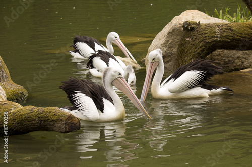Australian Pelican, Pelecanus conspicillatus, hunt for food in water