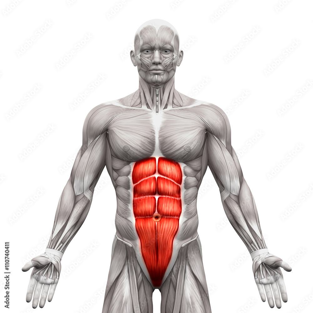 Rectus Abdominis - Abdominal Muscles - Anatomy Muscles isolated - obrazy, fototapety, plakaty 