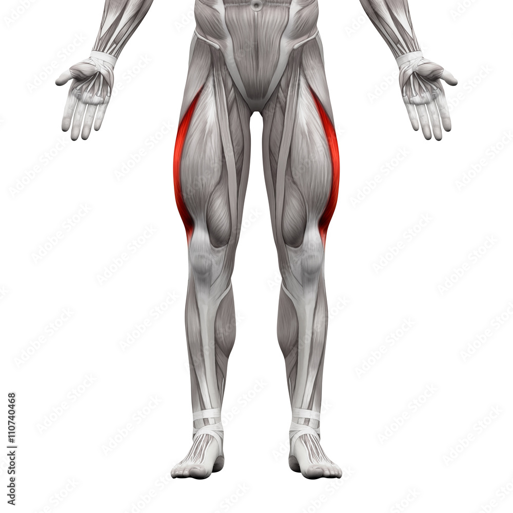 Vastus Lateralis Muscle - Anatomy Muscles isolated on white Vastus Lateralis Muscle - Anatomy Muscles isolated on white