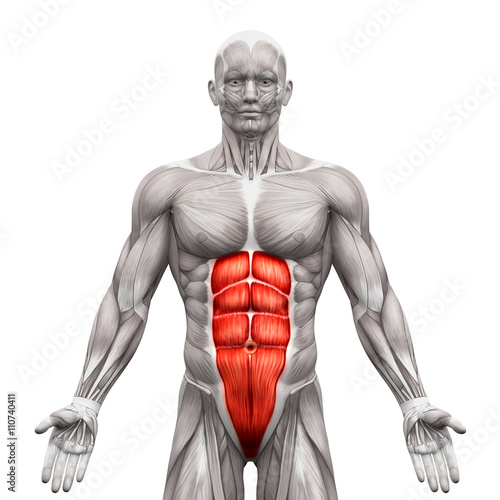 Rectus Abdominis - Abdominal Muscles - Anatomy Muscles isolated