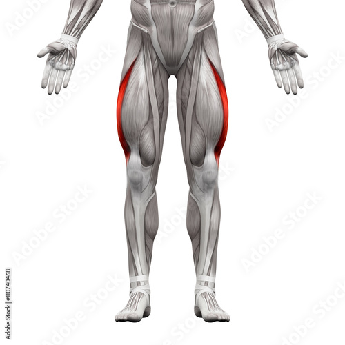 Vastus Lateralis Muscle - Anatomy Muscles isolated on white
