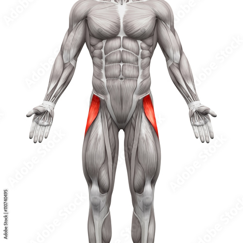 Tensor Fasciae Latae Muscle - Anatomy Muscles isolated on white