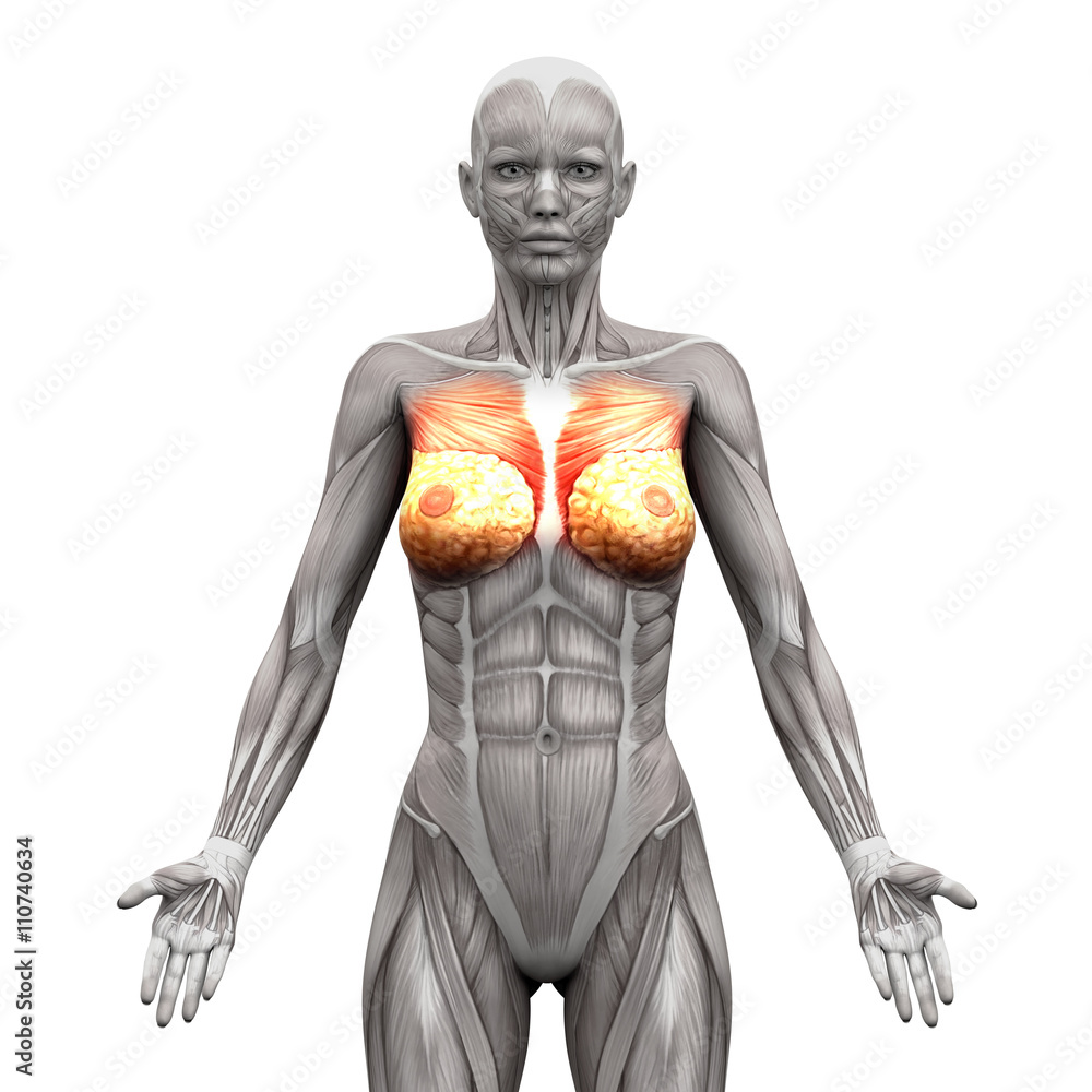 Chest Muscles - Pectoralis Major and Minor - Anatomy Muscles Stock