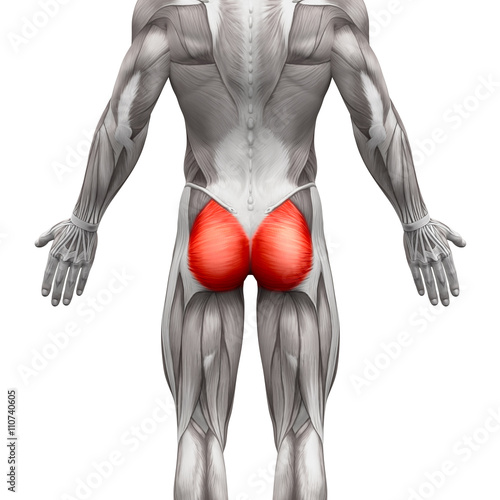 Gluteal Muscles / Gluteus Maximus - Anatomy Muscles isolated